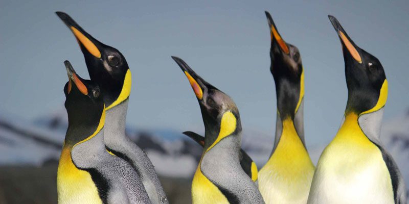 Kansas City Zoo & Aquarium – Logo_1