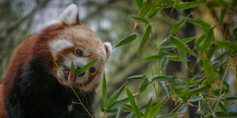 Kansas City Zoo & Aquarium – Image_4