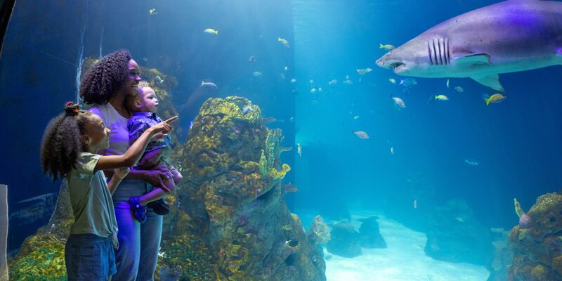 Sobela Ocean Aquarium at Kansas City Zoo & Aquarium