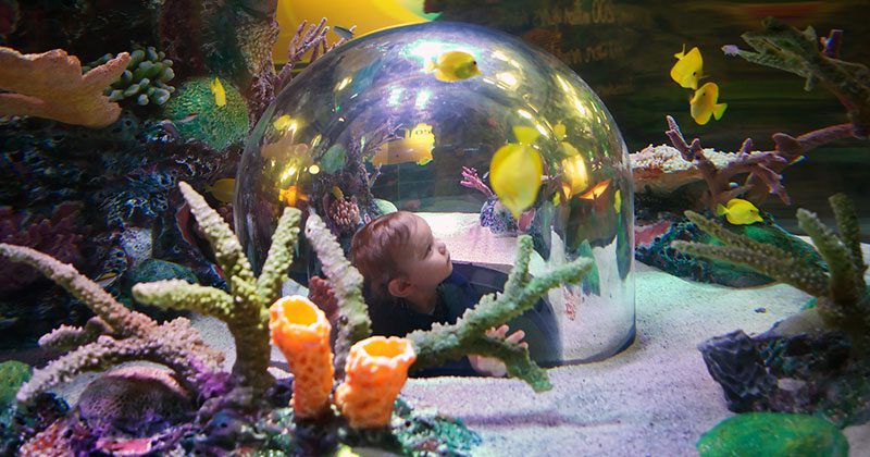 SEA LIFE Aquarium at Crown Center in Kansas City