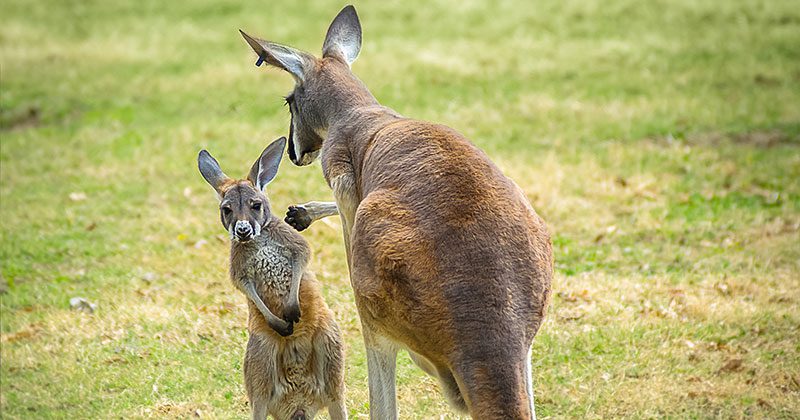 Kangaroos at the Kansas City Zoo