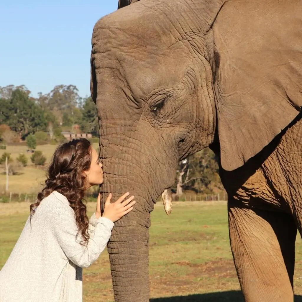 My Experience Volunteering with Elephants in South Africa | The Vegan Abroad