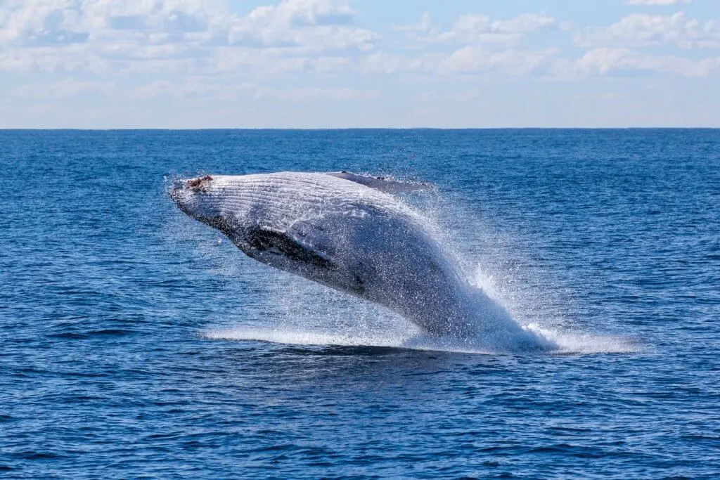 Whale Watching Byron Bay Australia