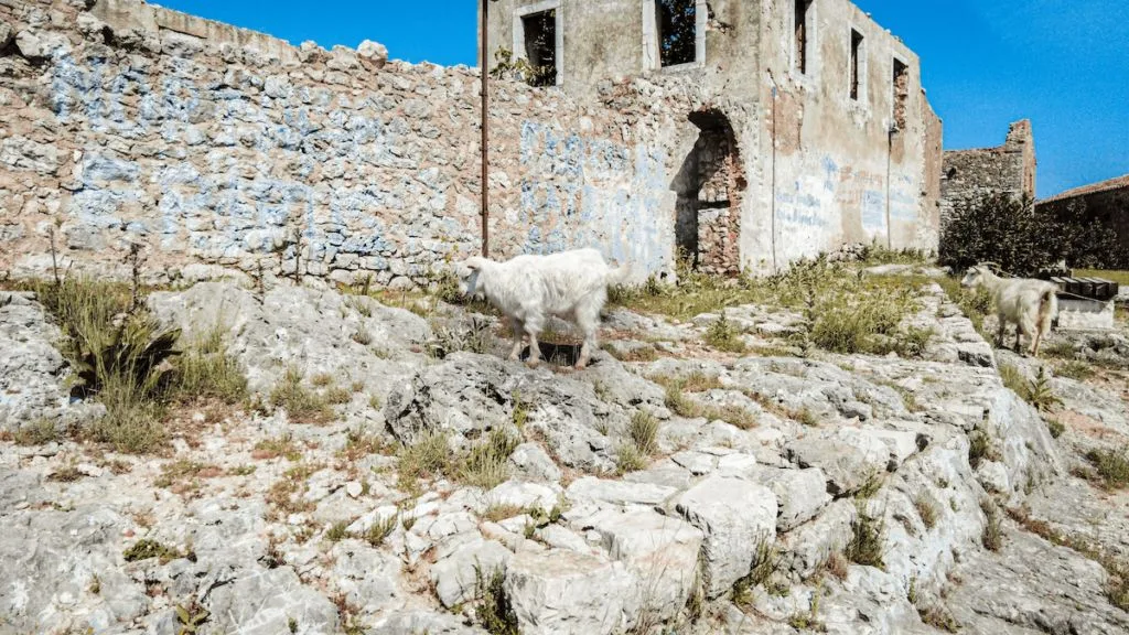 Goats in Albania