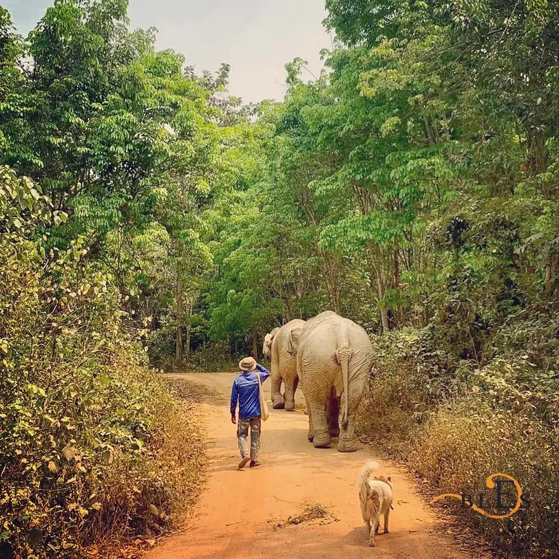 Boon Lott's Elephant