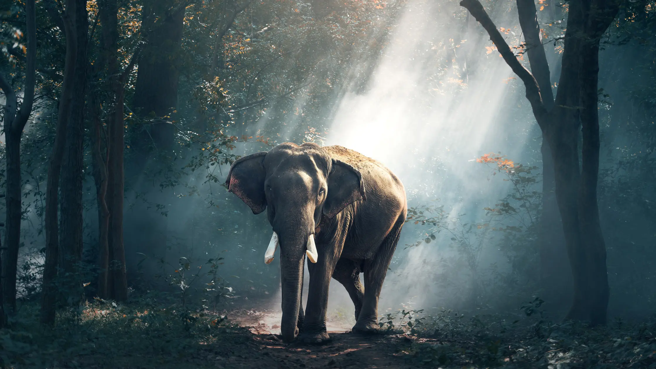 Ethical Elephant Sanctuaries in Thailand