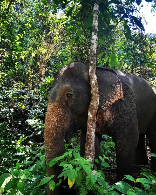 Phang Nga Elephant Park