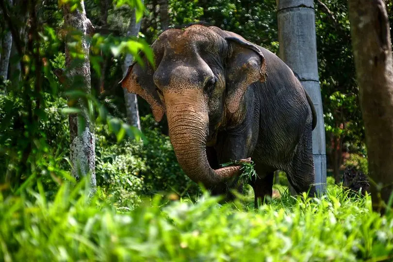 Phuket Elephant Sanctuary