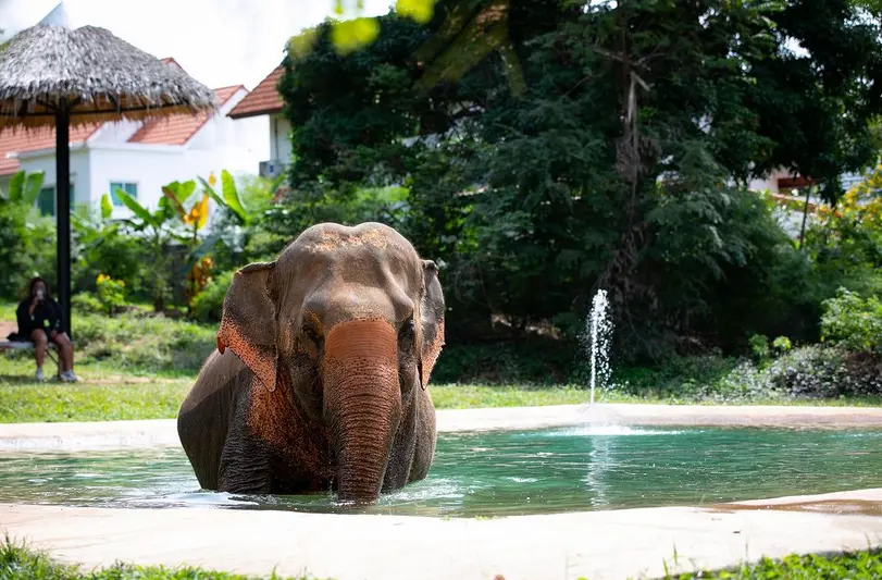 Samui Elephant Sanctuary